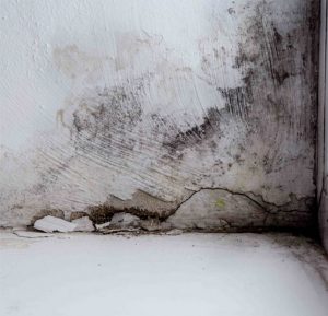 Wand im Keller mit Schimmel