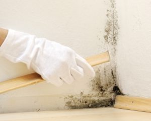 Schimmelbildung entlang den Fussbodenleisten